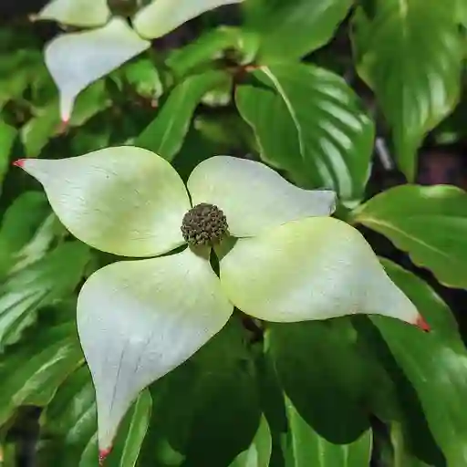 Kousa Dogwood