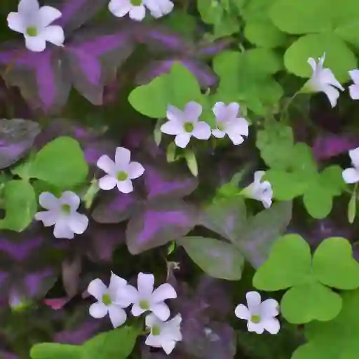 Oxalis