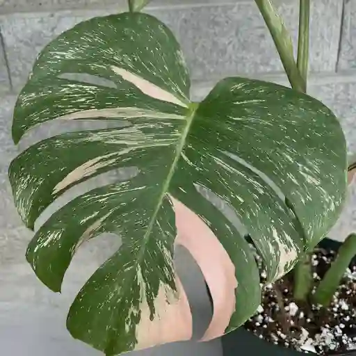 Pink Monstera