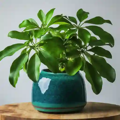 Schefflera