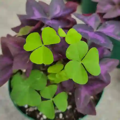 Shamrock Plant