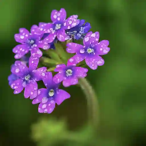 Verbena