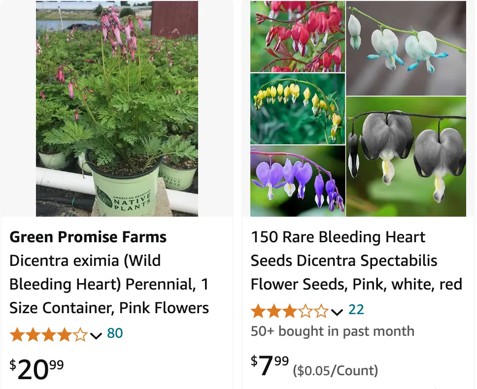 Bleeding Heart Plant | Monsteraholic