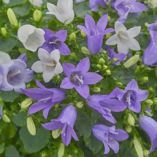 Campanula