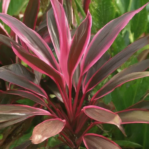 Cordyline