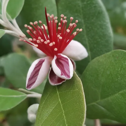 Feijoa