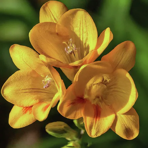 Freesia