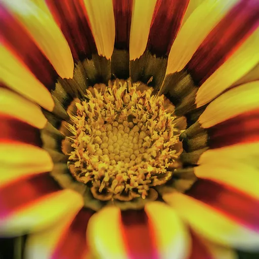 Gazania