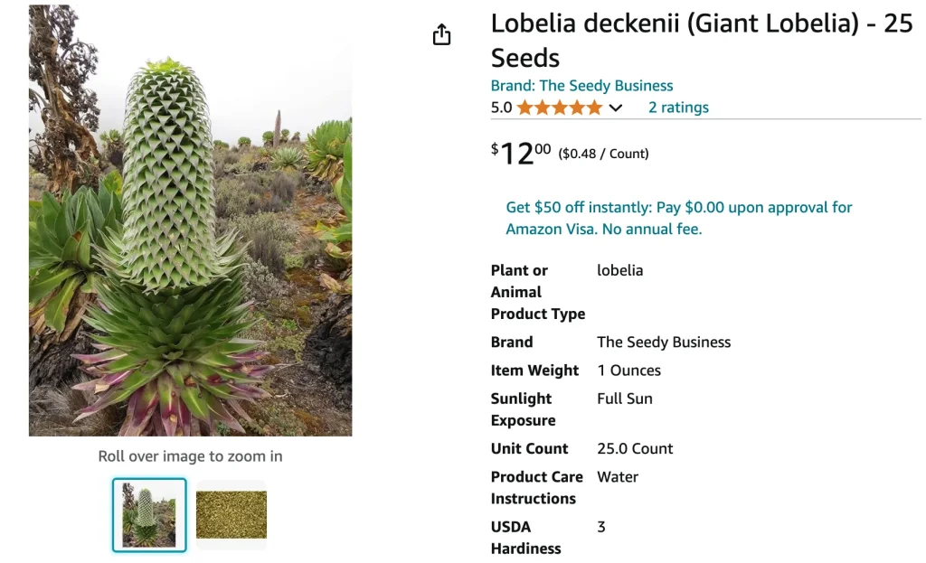 Lobelia Deckenii