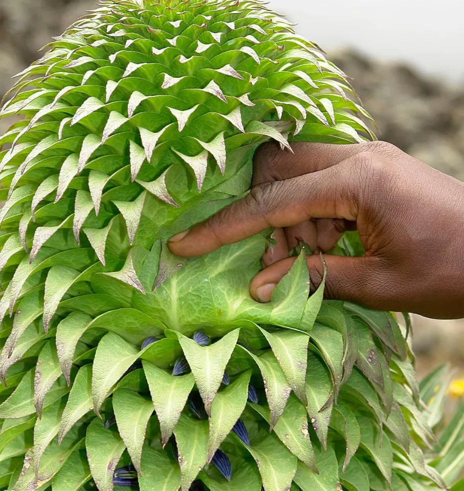 Lobelia Deckenii