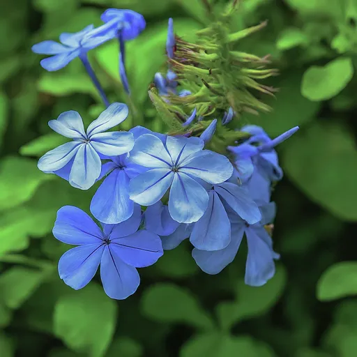 Plumbago