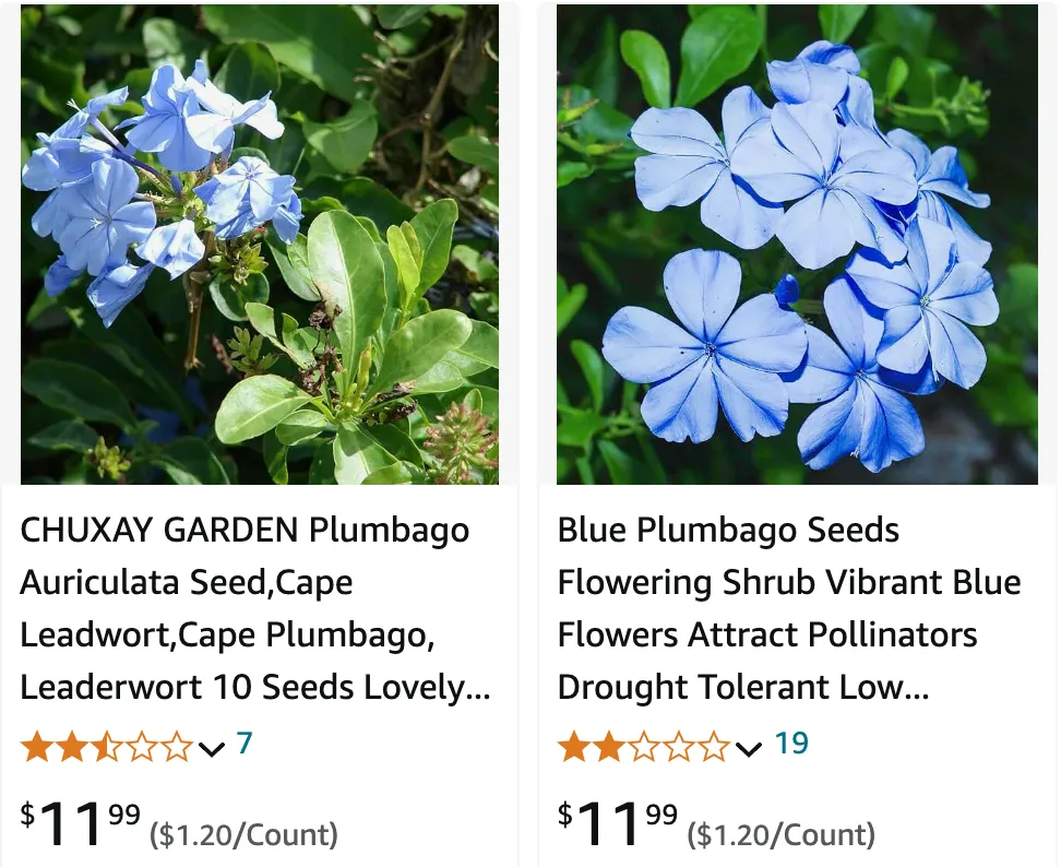 Plumbago | Monsteraholic