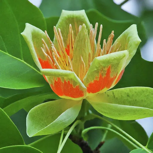 Tulip Tree