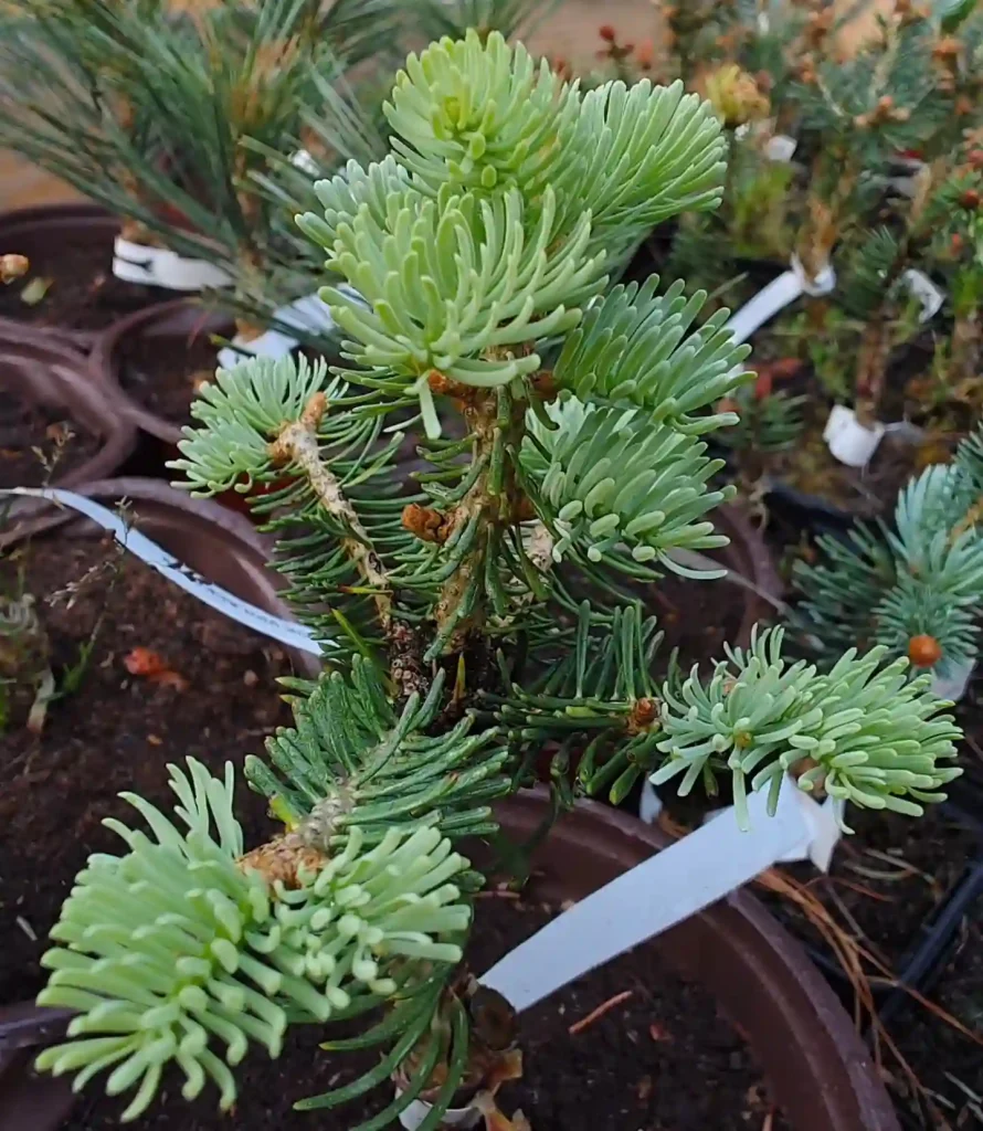 Abies Concolor