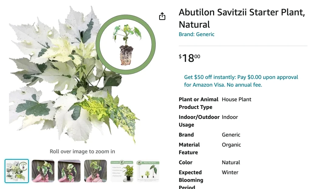 Abutilon Savitzii