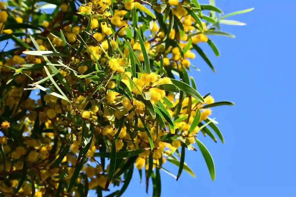 Acacia Confusa