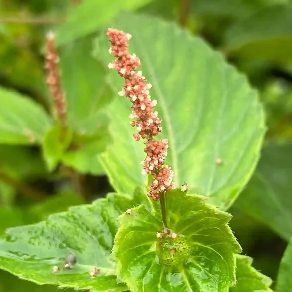 Acalypha Australis