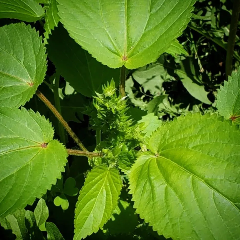 Acalypha Persimilis