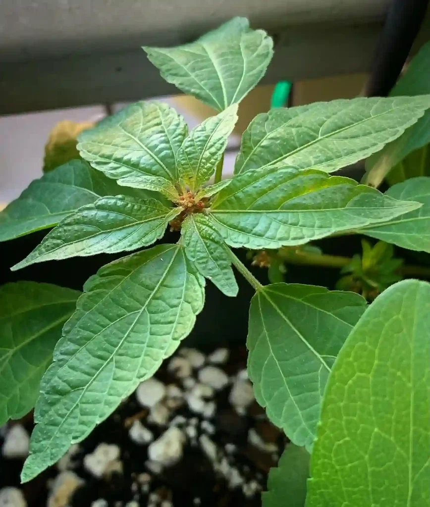 Acalypha Rhomboidea