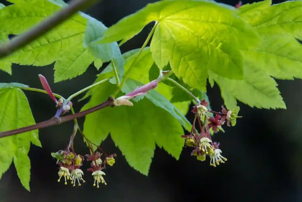 Acer Circinatum