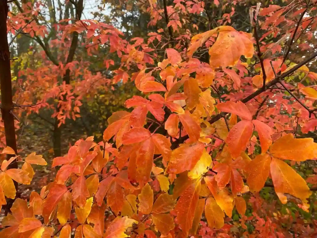 Acer Griseum