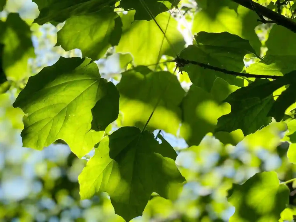 Acer Nigrum