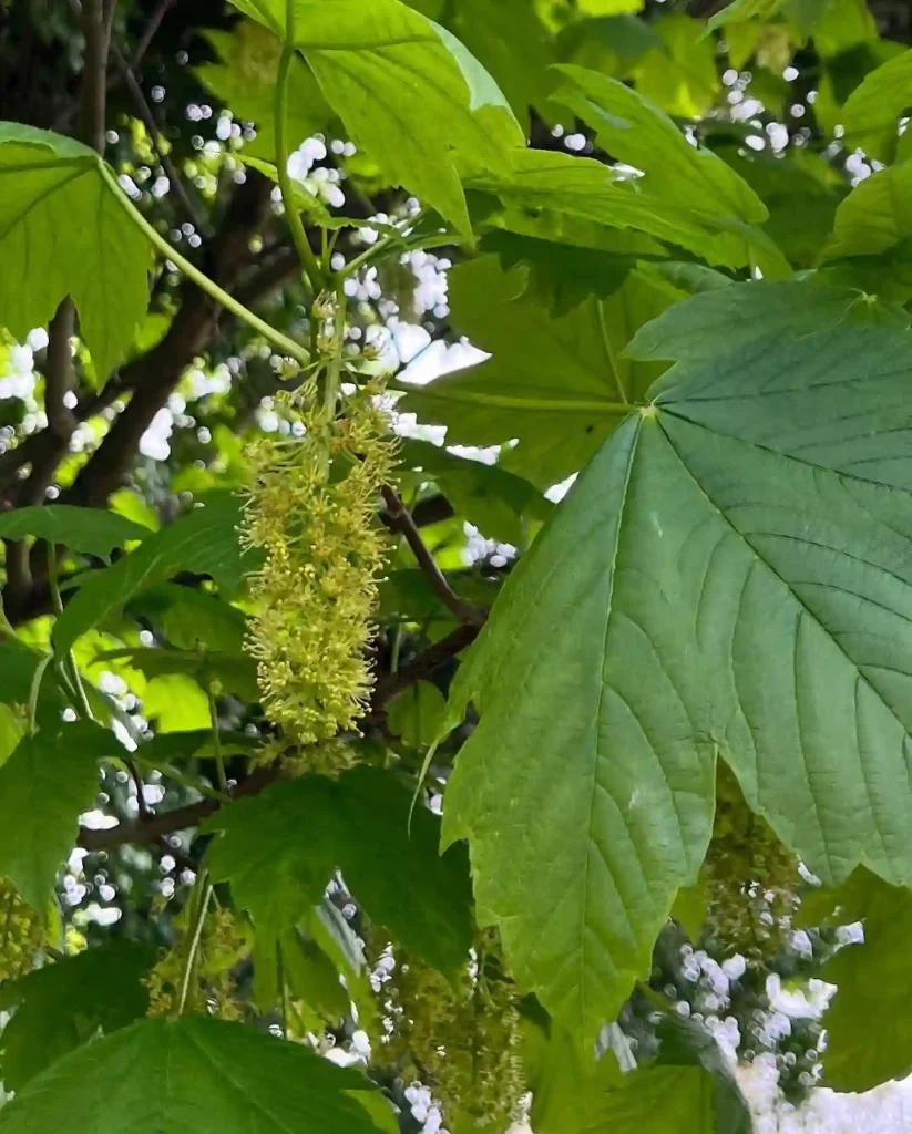 Acer Pseudoplatanus