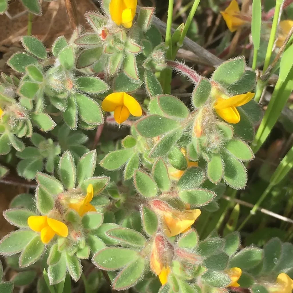 Acmispon Strigosus