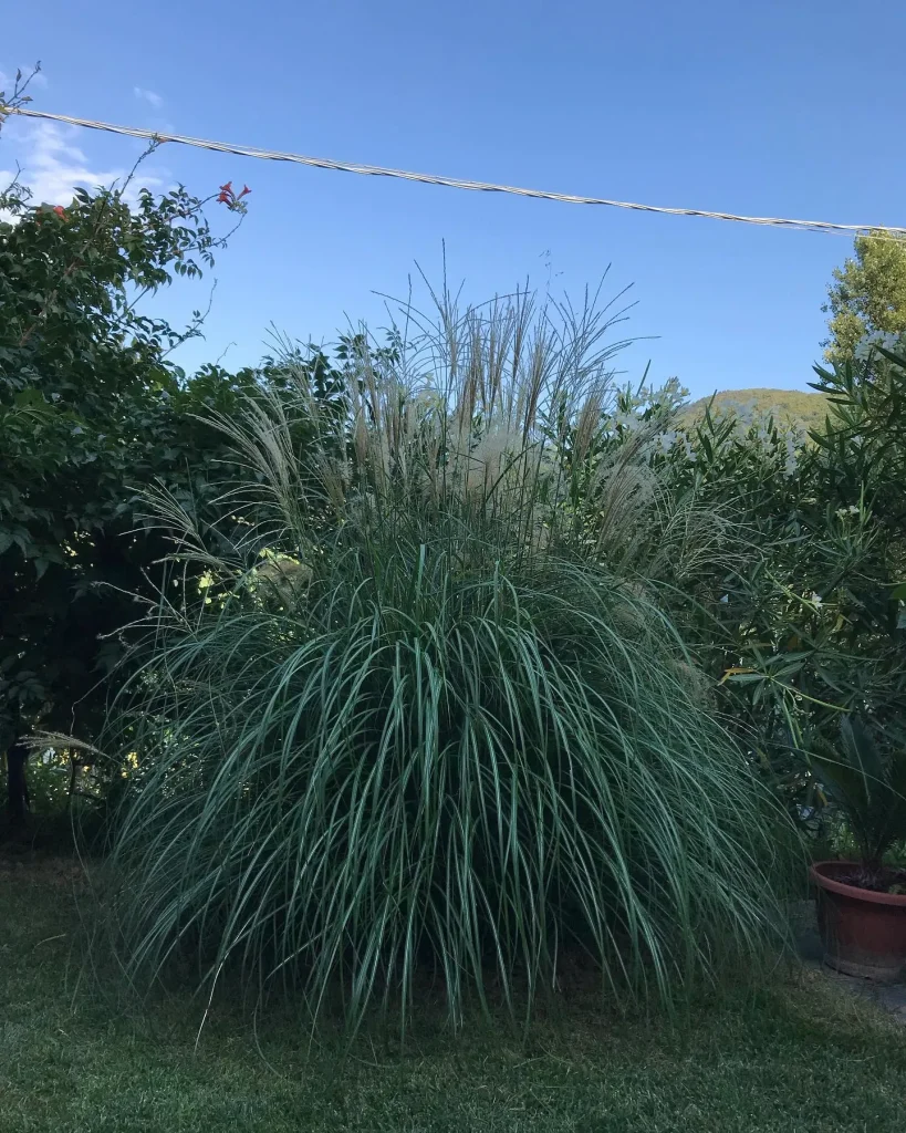 Adagio Eulalia Grass