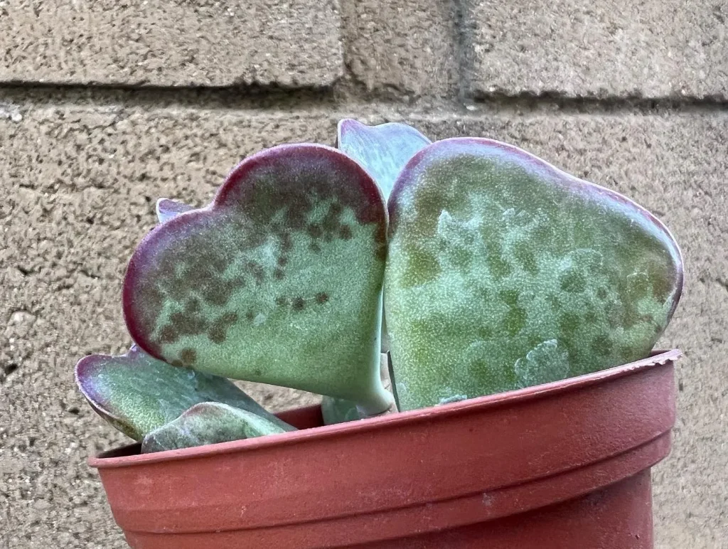 Calico Hearts Succulent