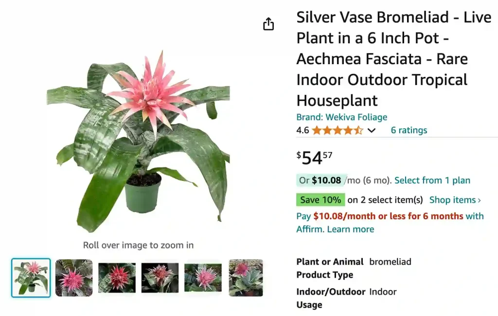 Aechmea Fasciata | Monsteraholic