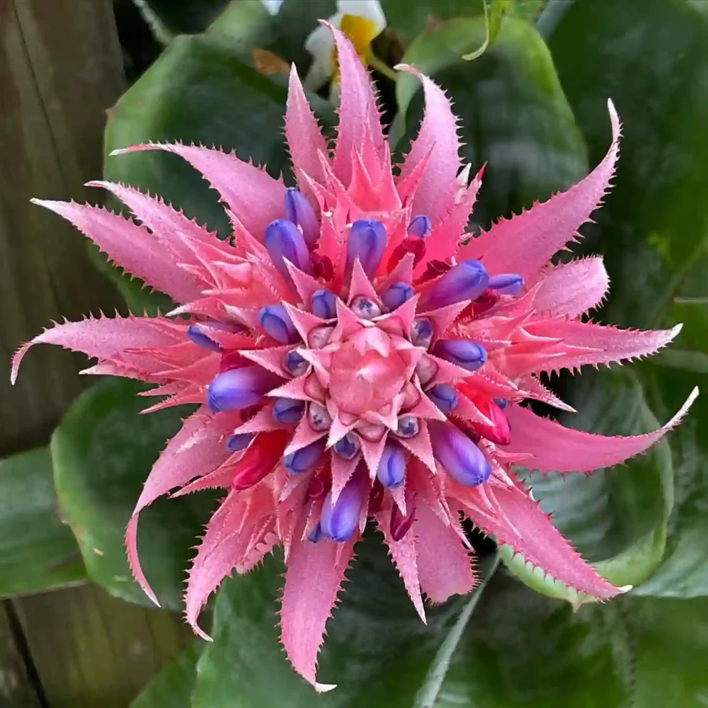 Aechmea Fasciata