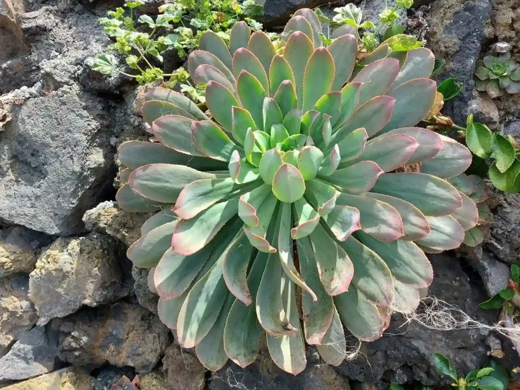 Aeonium Arboreum