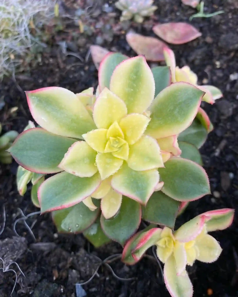 Aeonium Kiwi