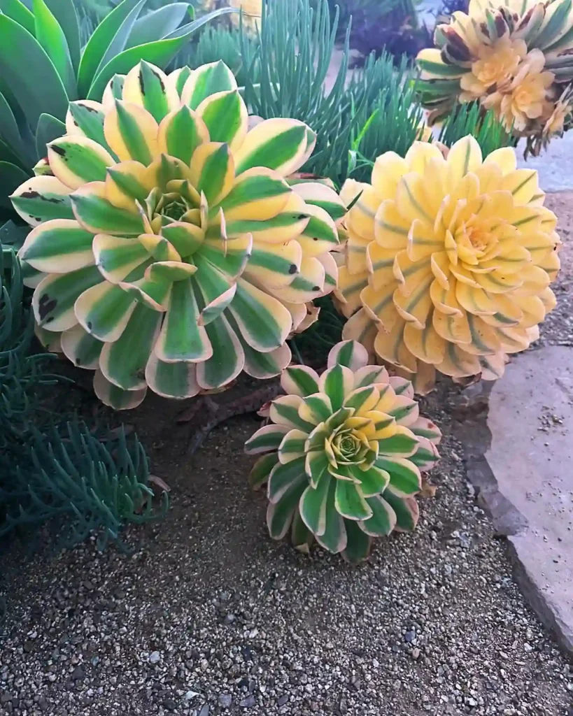 Aeonium