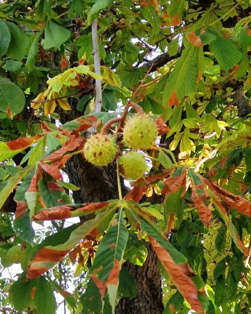 Aesculus Hippocastanum