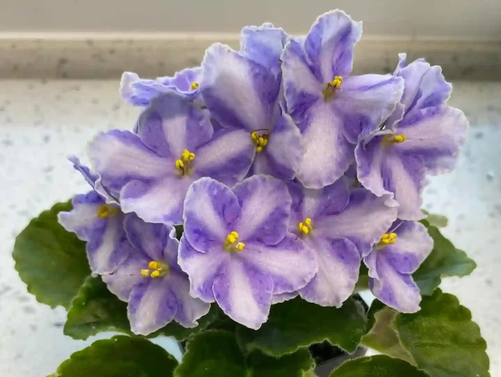 African Violet