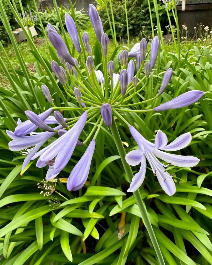 Agapanthus Africanus