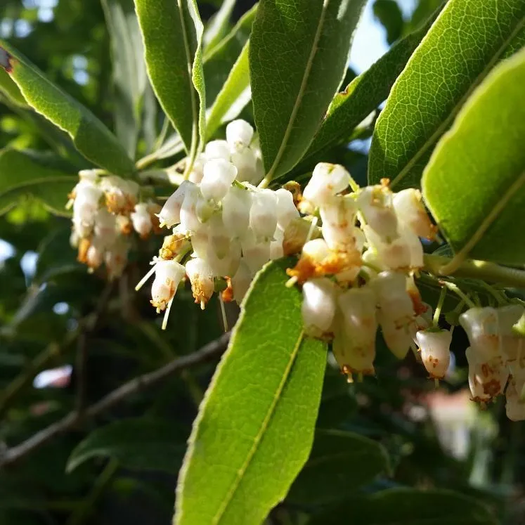 Agarista Populifolia