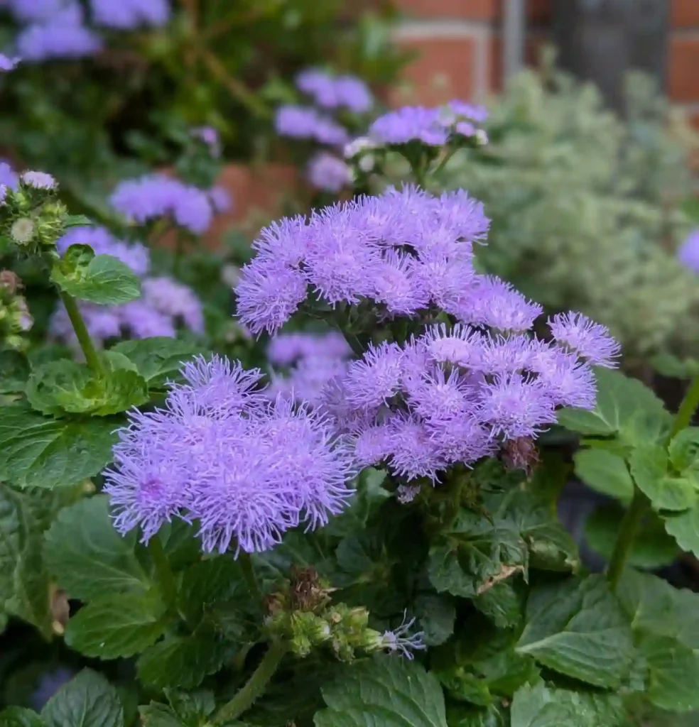 Ageratum Houstonianum