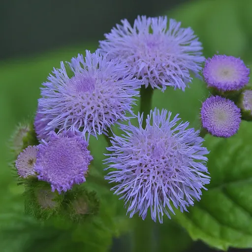 Plant FAQs: Ageratum – Floss Flower