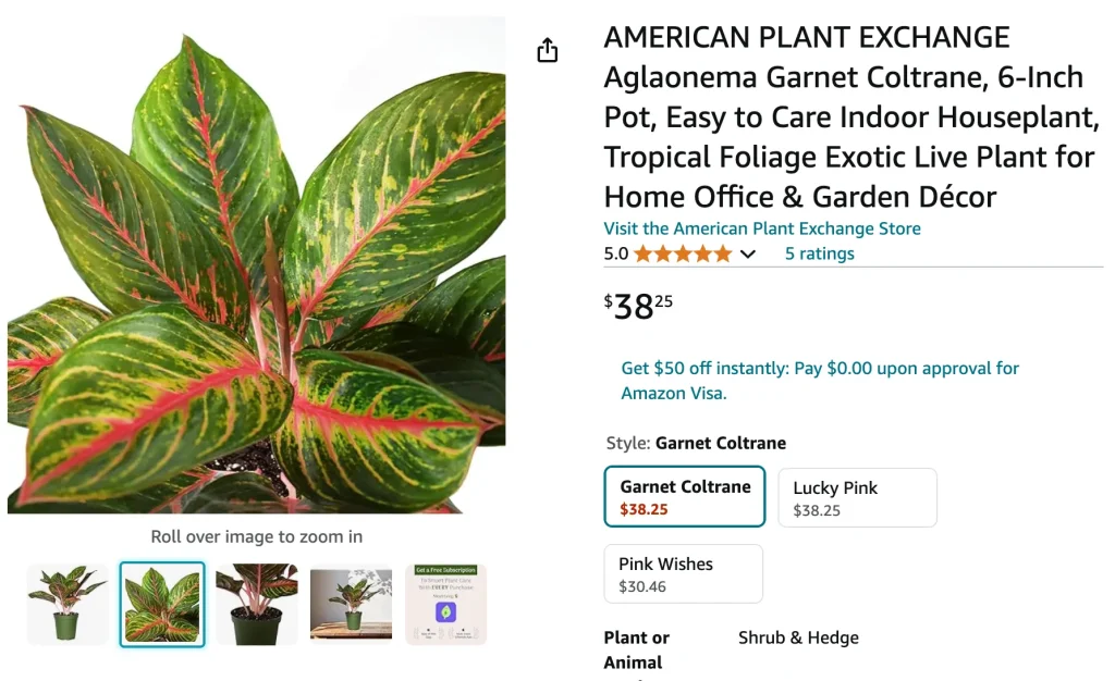 Aglaonema Garnet Coltrane | Monsteraholic