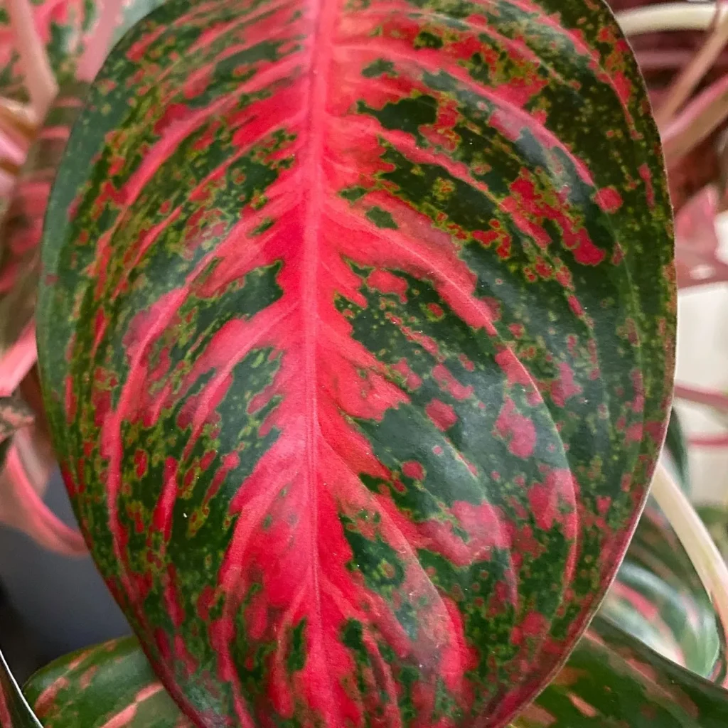 Aglaonema Garnet Coltrane