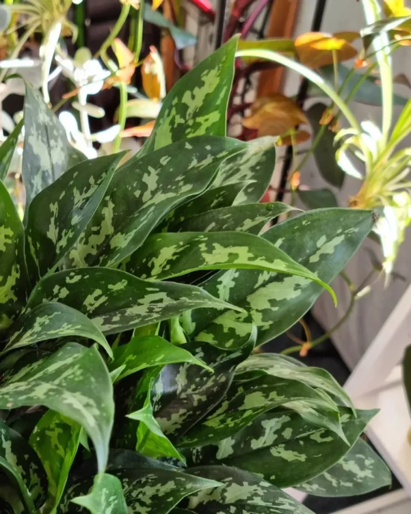 Aglaonema Gemini