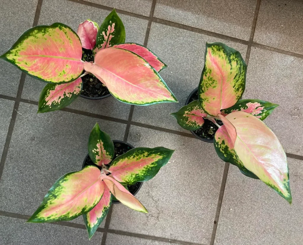 Aglaonema Pink Pearl