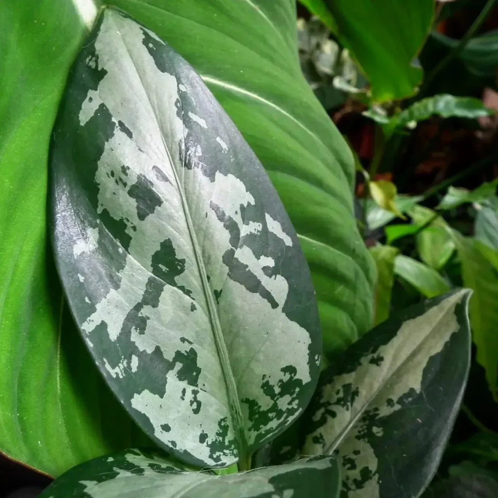 Aglaonema Pumilum