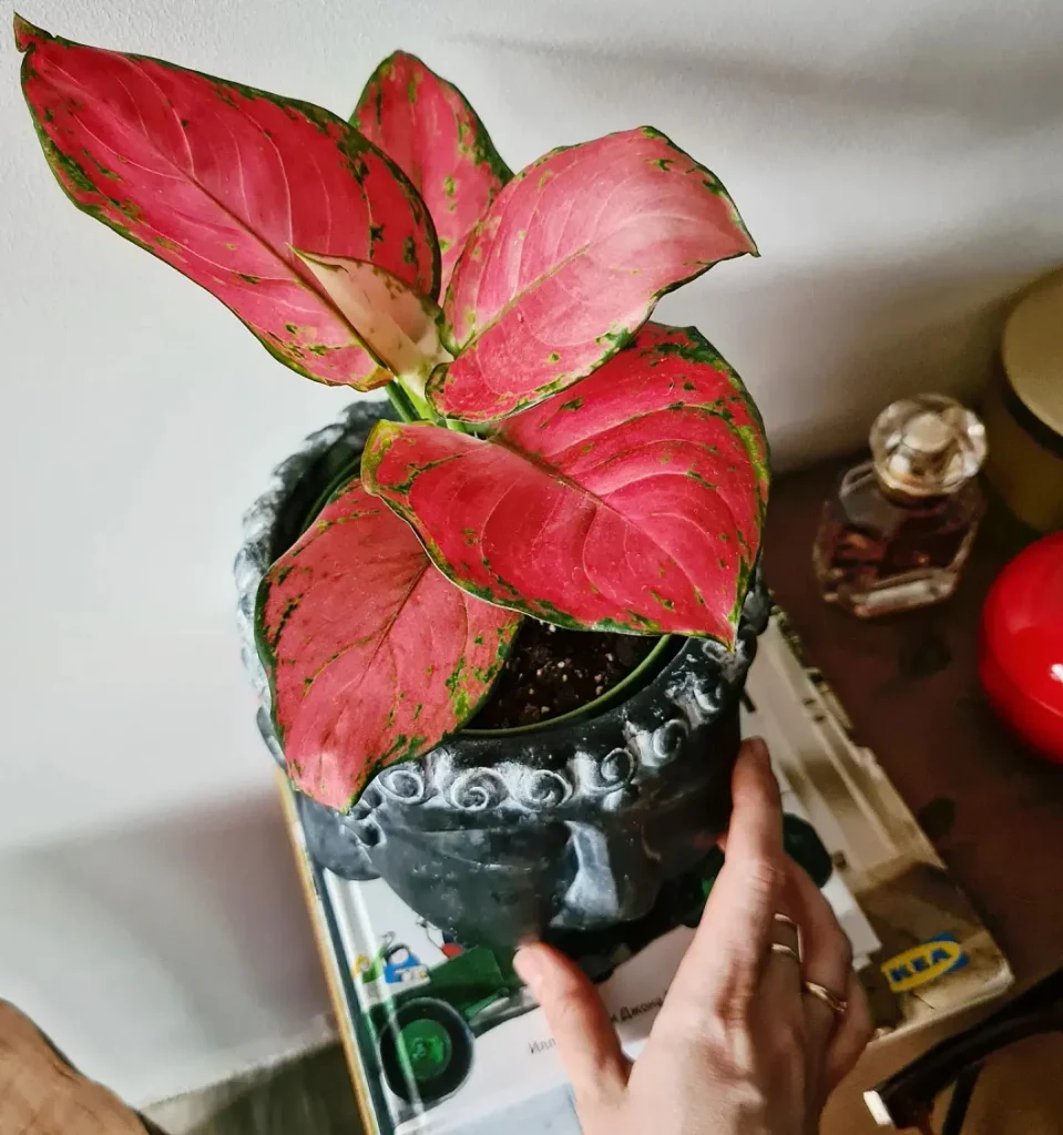 Aglaonema Red Zircon