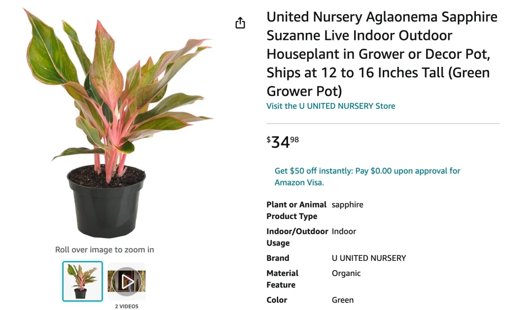 Aglaonema Sapphire Suzanne | Monsteraholic