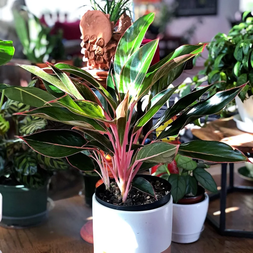 Aglaonema Sapphire Suzanne