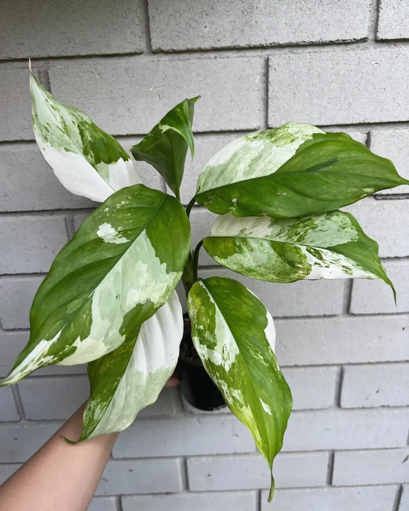 Aglaonema Spilt Milk